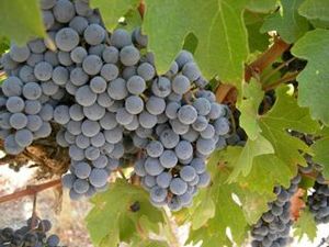 Say Oui or Non to Beaujolais Nouveau