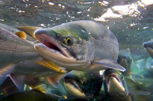 September Is Salmon Month at Aquarium of the Bay