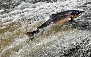 A Fishy Pair of Events to Save Salmon