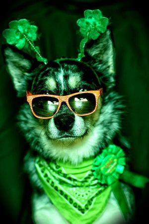 Top of the Day to You: St. Patrick's Day Events