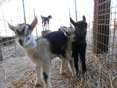 Baby_Goats_Redwood_Hill.jpg