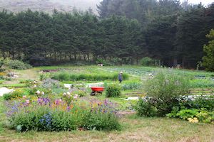 Green_Gulch_Farm_Field.jpg