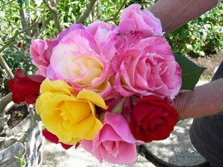roses_large-mom.jpg