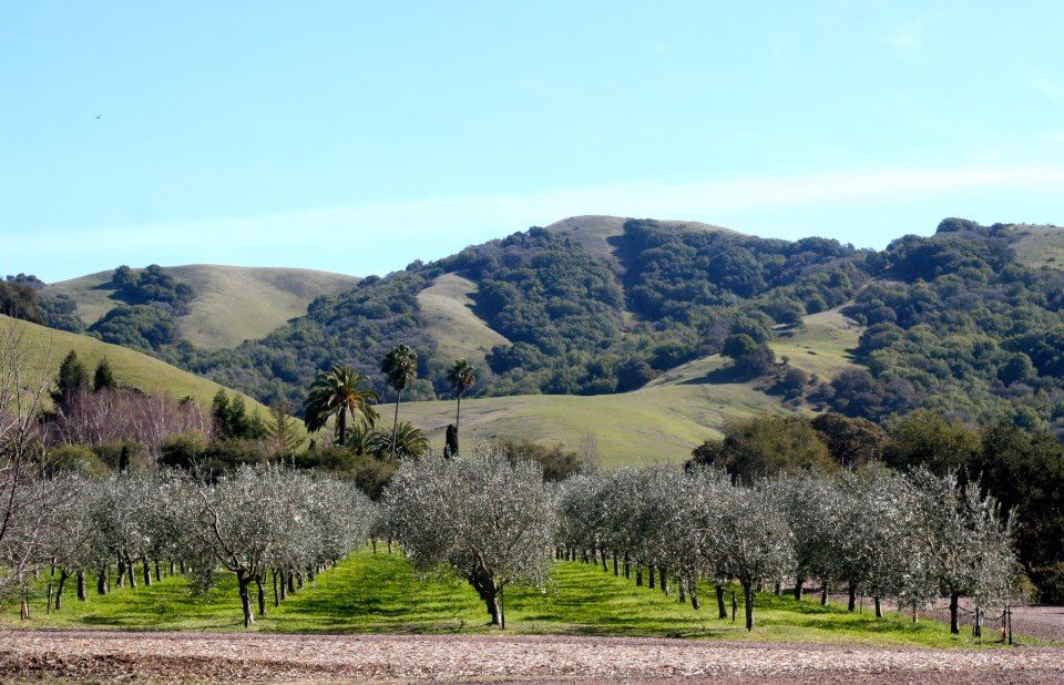 McEvoy_Ranch_Landscape.jpg