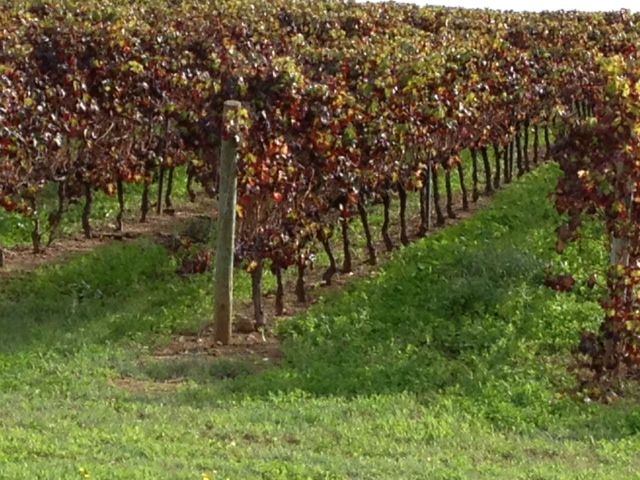 eugenio-Vineyards.jpg