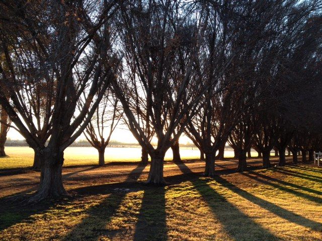 2_Eugenio_trees_path.JPG