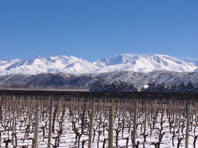5_Eugenio_Andes_and_vines.JPG