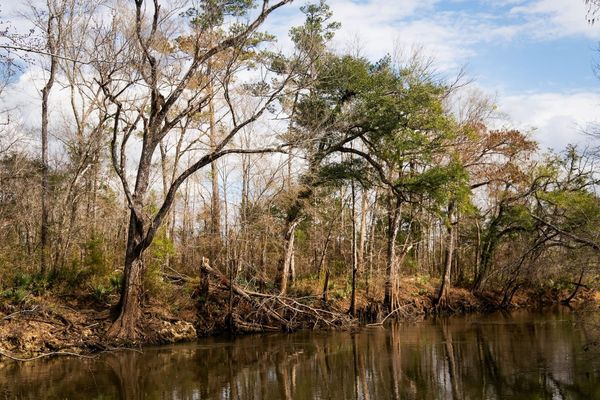 Get your work published in the Longleaf