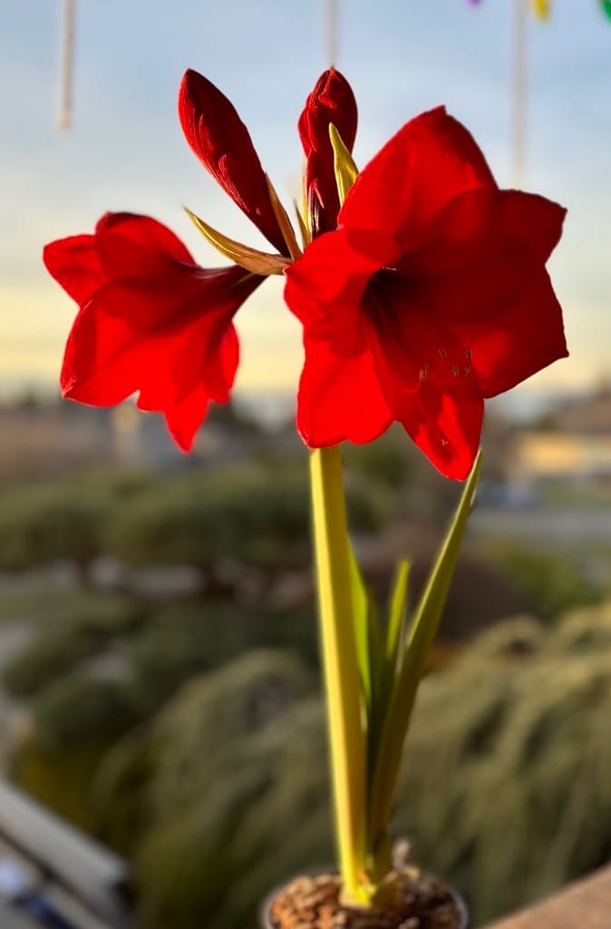 Pasted image 20240115162712 2