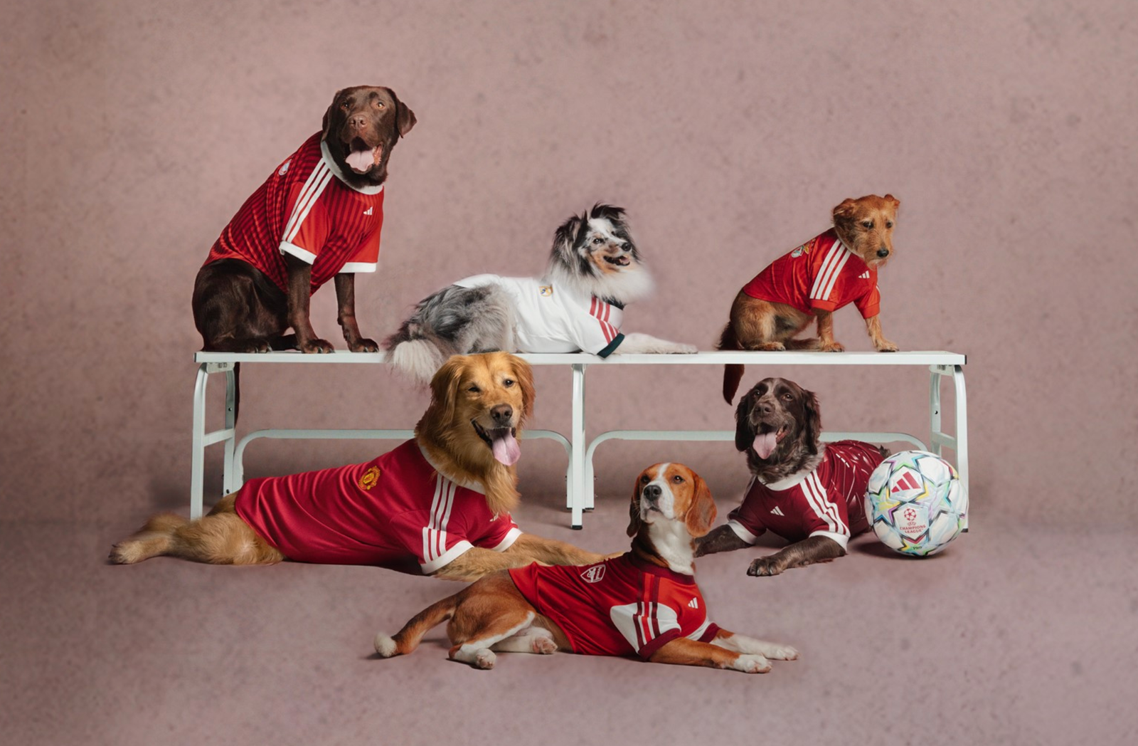 adidas Now Sells Club Jerseys Sized for Dogs and Cats
