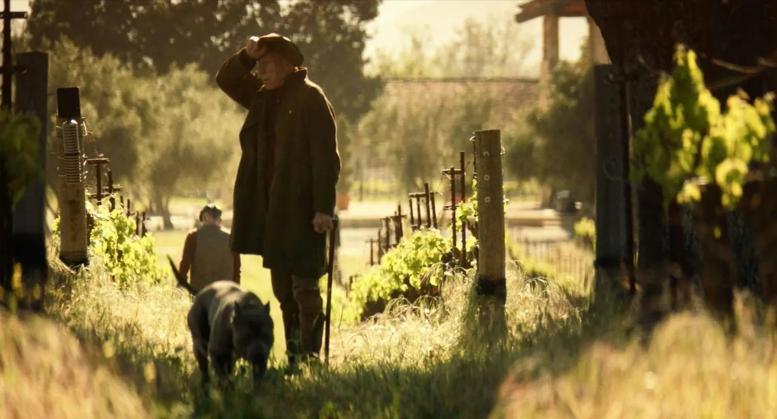 Patrick Stewart as Jean-Luc Picard walking through his sunlit vineyard with a dog in Star Trek: Picard