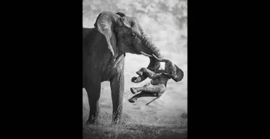 Wildlife Photographer of the Year 2026: An Elephant's Grief Wins, and Portfolio 36 Is Out