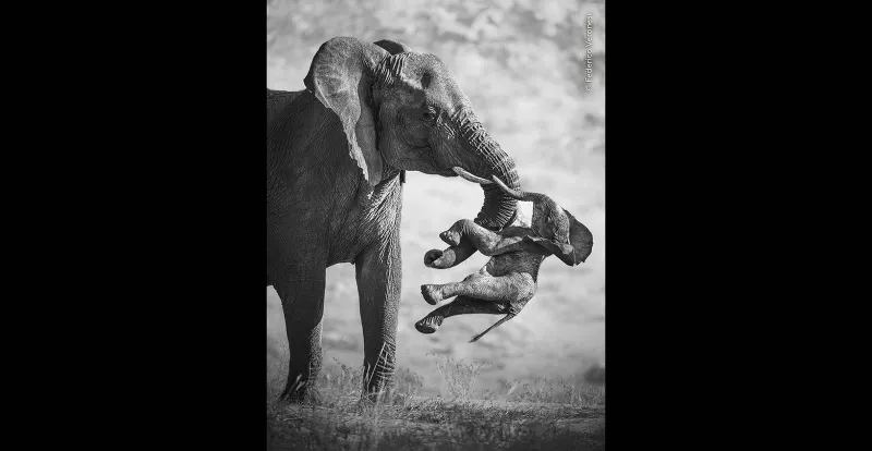 Wildlife Photographer of the Year 2026: An Elephant's Grief Wins, and Portfolio 36 Is Out