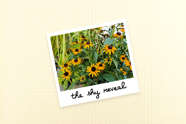 Why I Call My Project "The Shy Reveal"