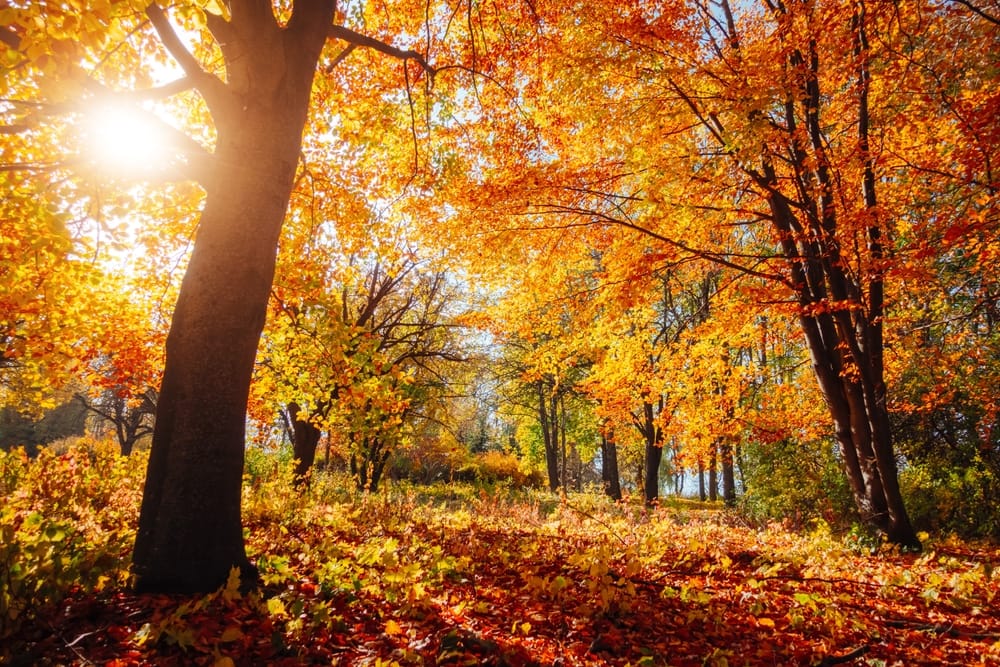 재생에너지 출력제어