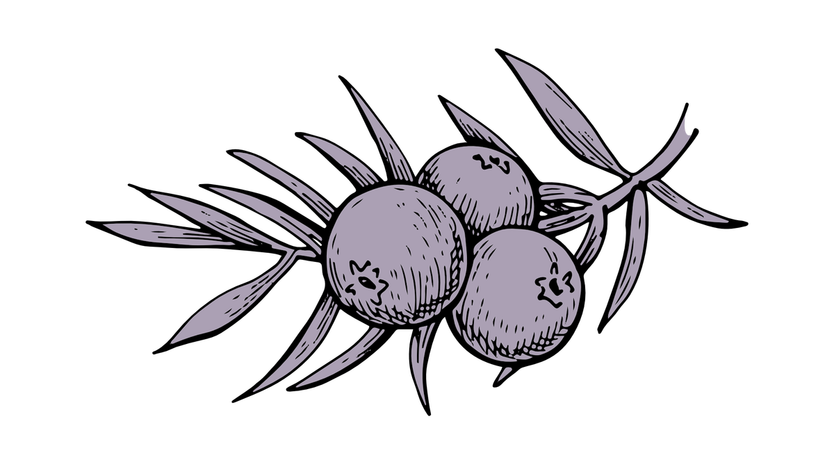 Juniper berries on a sprig