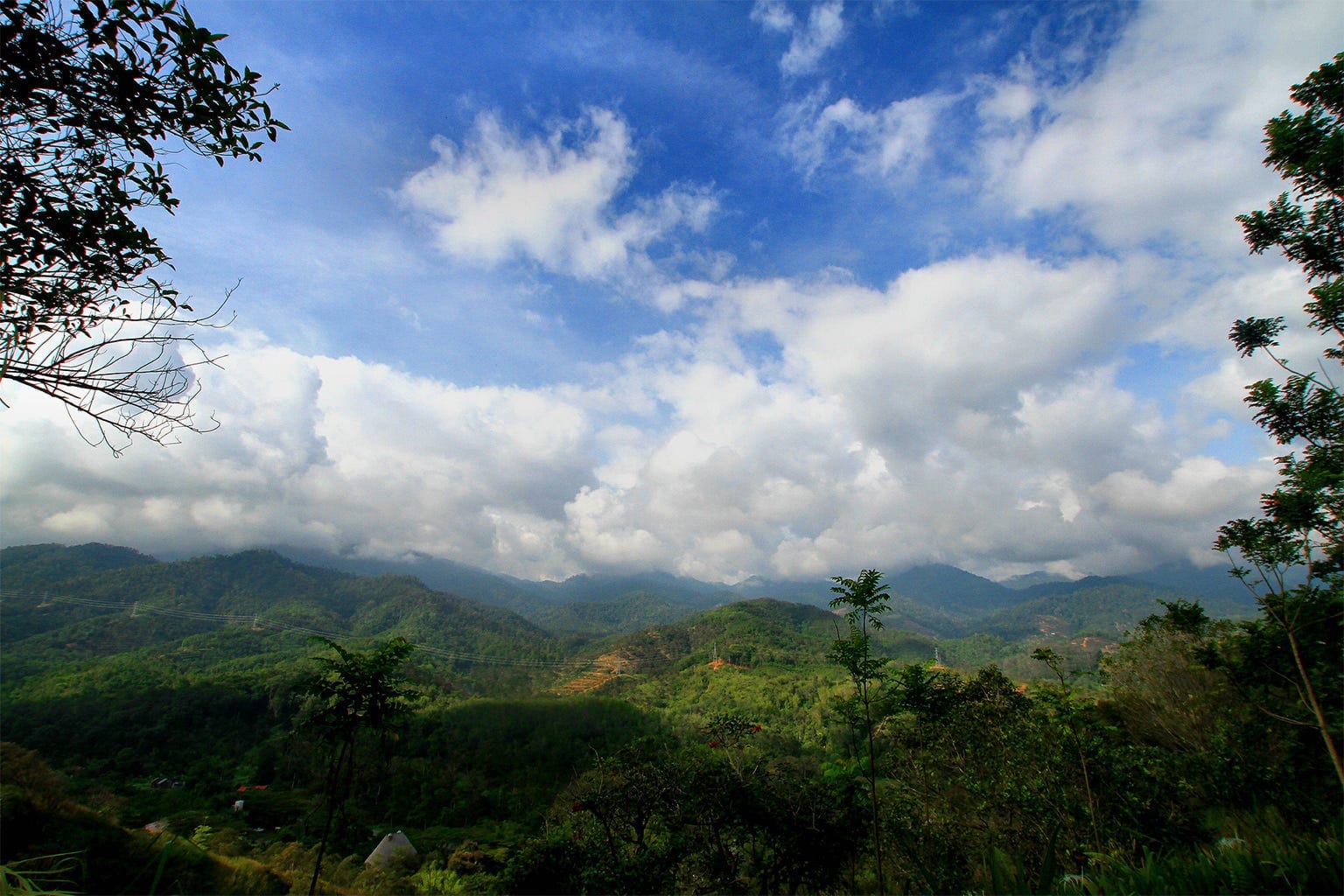 Rainforest in Pahang's Raub district in Peninsular Malaysia. 