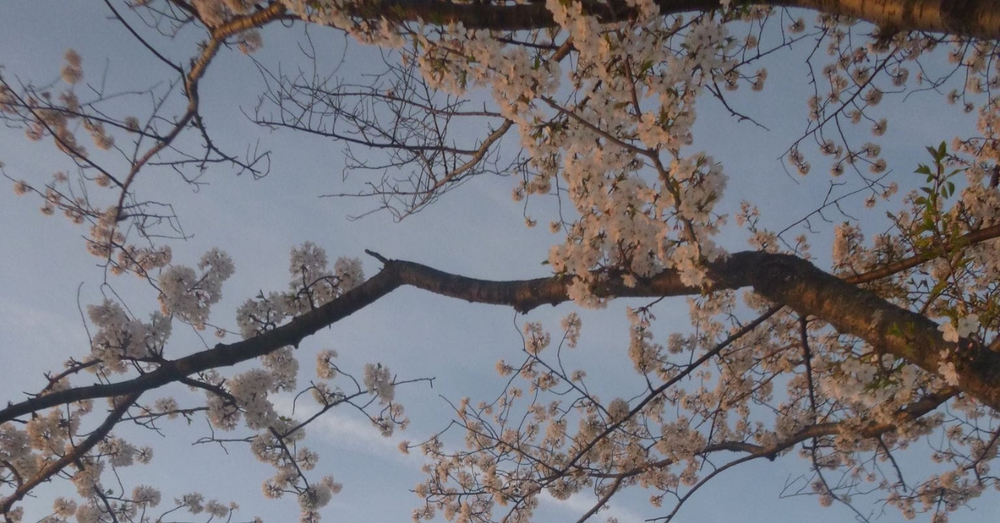 How the cherry blossoms grow post image