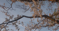 How the cherry blossoms grow post image