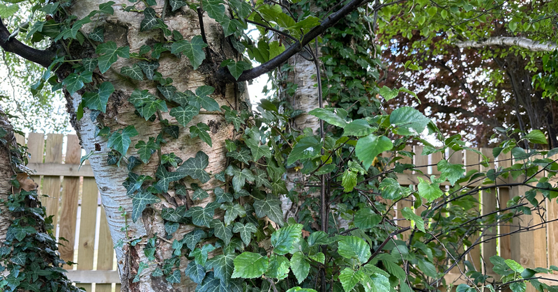 The Ivy and The Birch post image