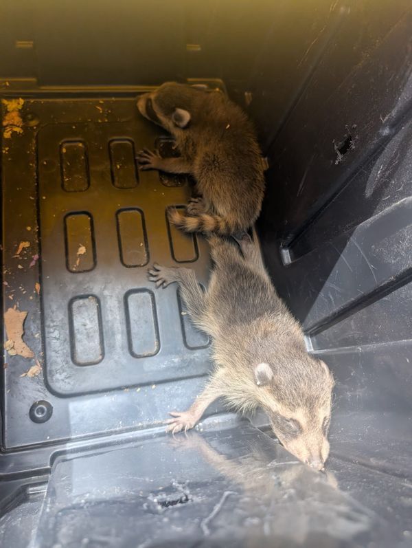 What is the best way to get rid of raccoons?
