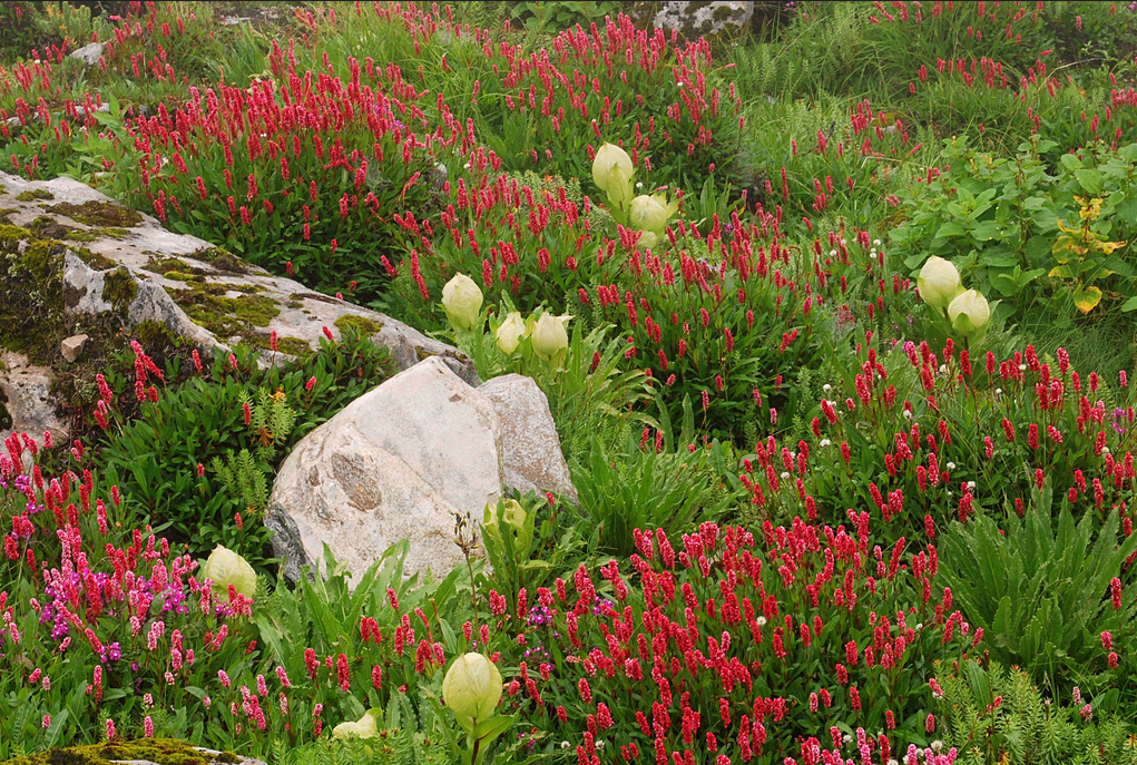 Wild-flowers on way to Hemkund Sahib