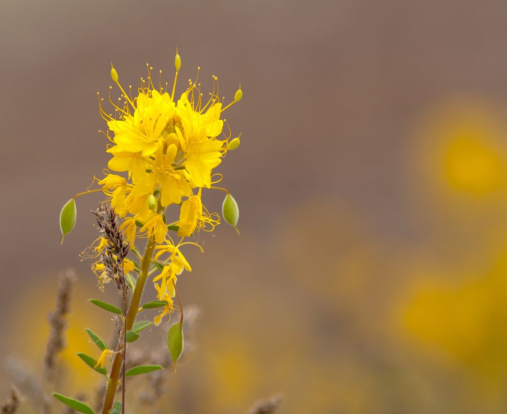 5170115041_a3a709f144_b