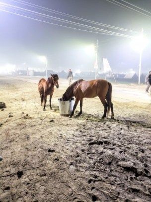 Couple of horses eat up the leftovers