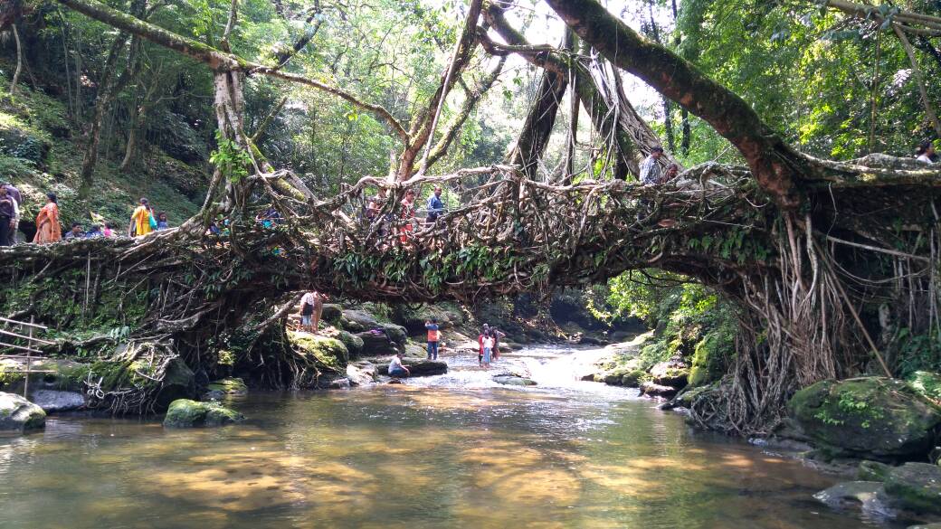 File:The Living root bridge in Dawki, Meghalaya.jpg - Wikimedia Commons File:The Living root bridge in Dawki, Meghalaya.jpg - Wikimedia Commons