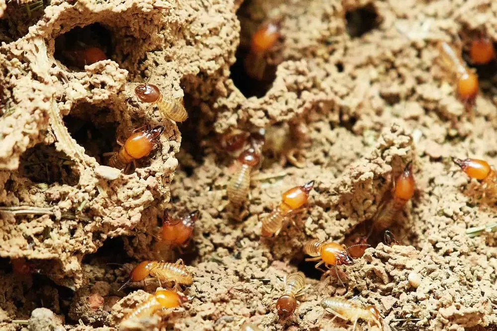 4000 year old Termite ‘Biological Wonders’ Mounds Found in Brazil