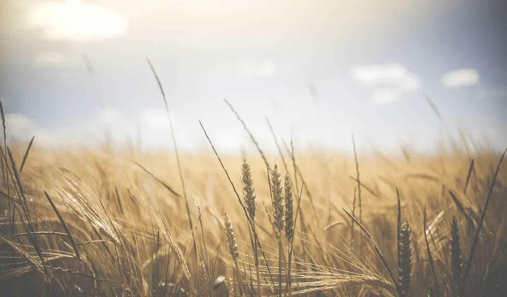 How food wastage and meat consumption could devastate food production on Earth!