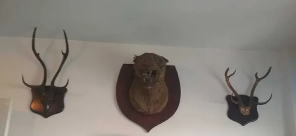 Tiger Skin and Animal Trophies Seized from Kamal Nath’s Close Aides, Nath was Project Tiger Champion As Minister of Environment!