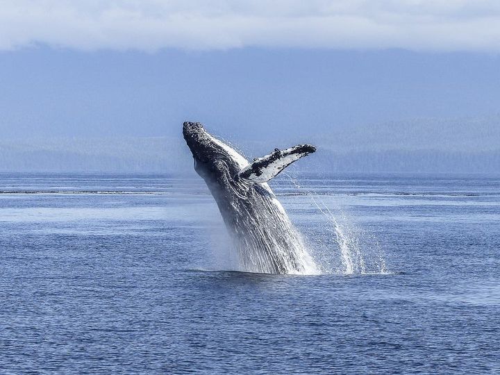 Whales Vs Humans: Who is more Intelligent?