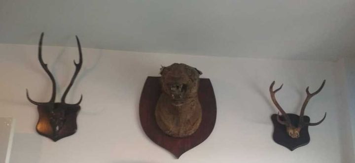 Tiger Skin and Animal Trophies Seized from Kamal Nath’s Close Aides, Nath was Project Tiger Champion As Minister of Environment!