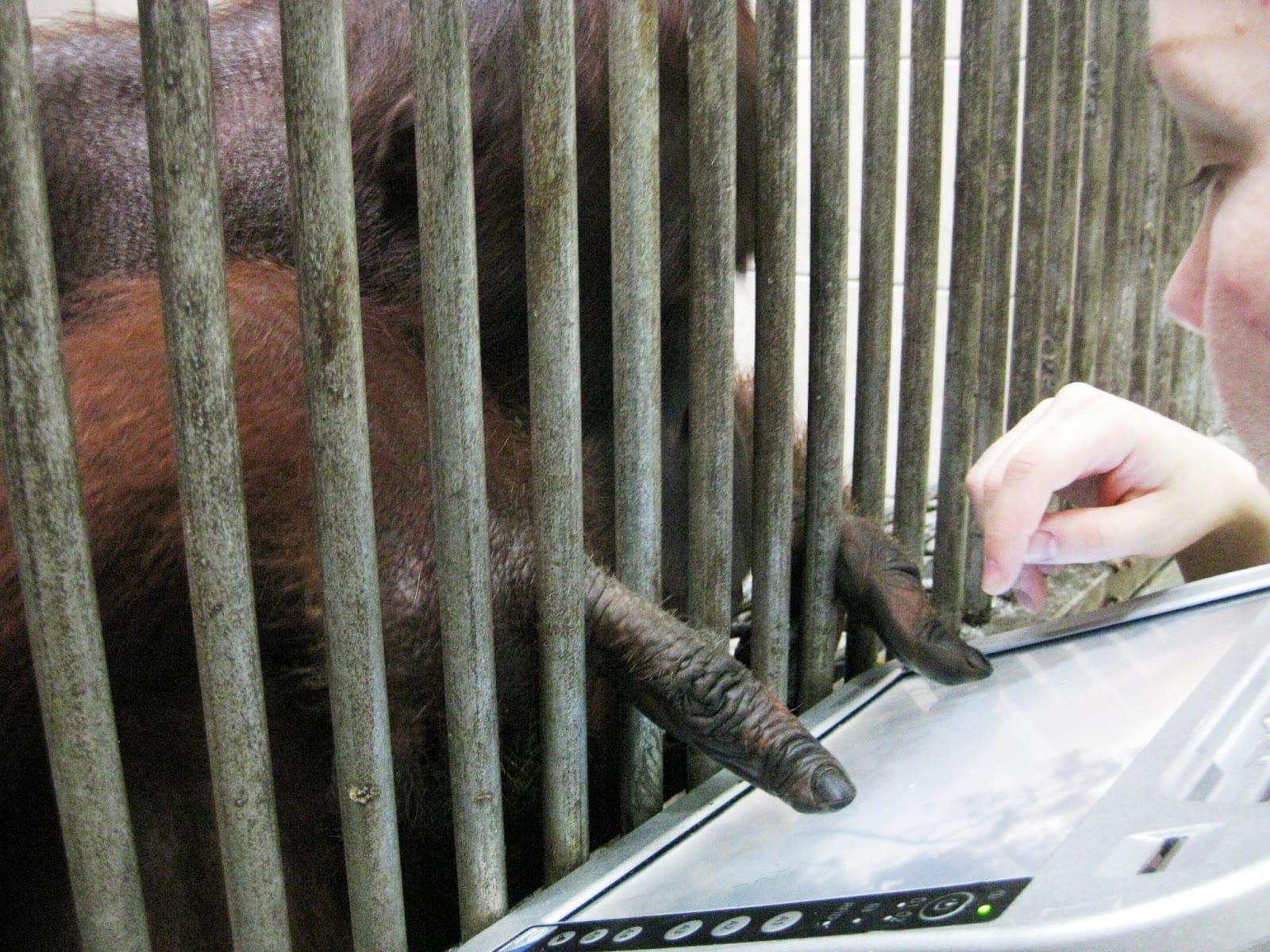 An orangutan reaches a hand through the bars of an enclosure toward a researcher holding a touchscreen device.