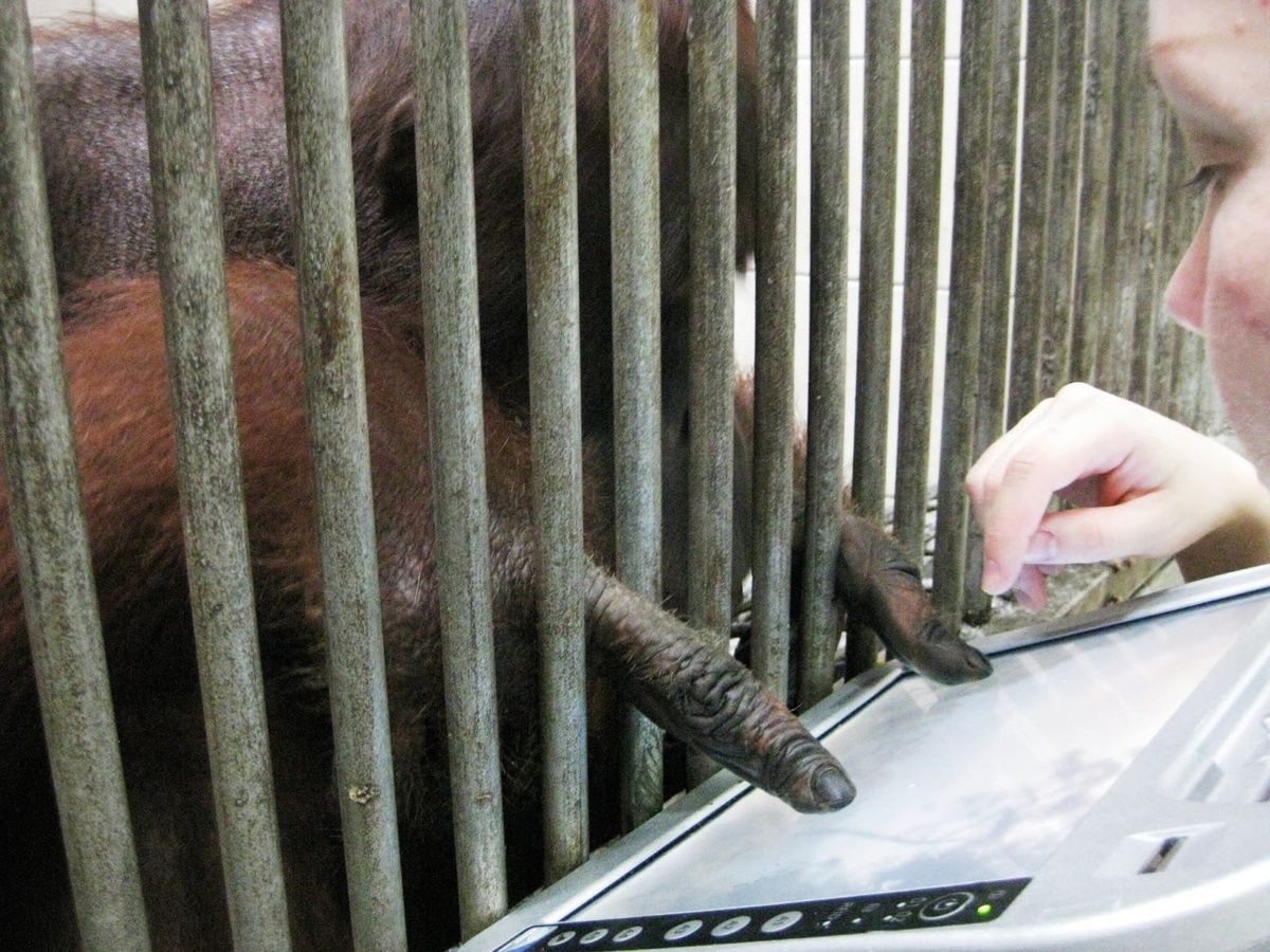An orangutan reaches a hand through the bars of an enclosure toward a researcher holding a touchscreen device.