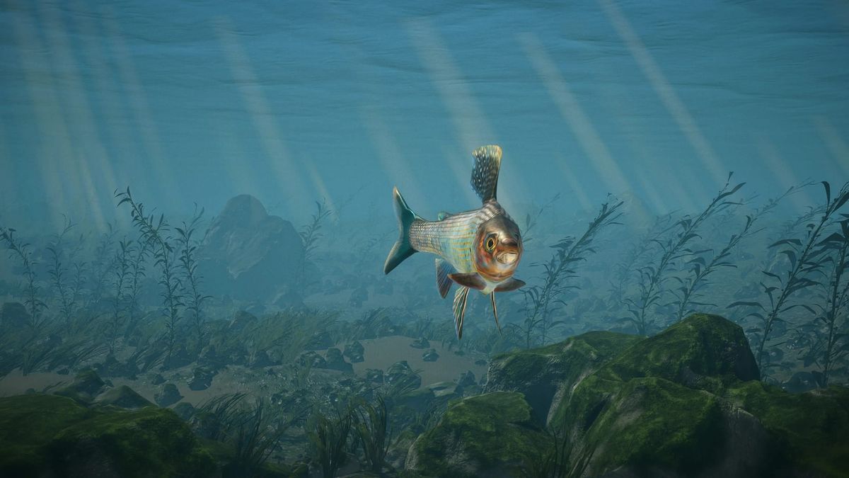 A silver grayling with a tall spotted dorsal fin swims toward the viewer above a mossy, weed-covered seabed, with shafts of light slanting through blue water.