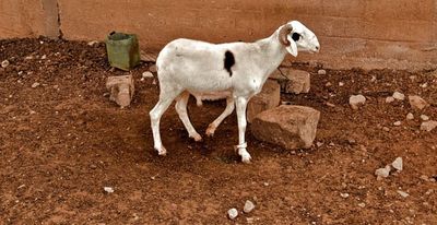 The Global Game Project: Zambia