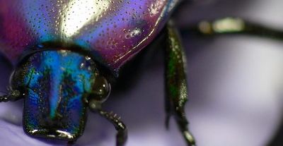 Why I Drink the Purple Rain