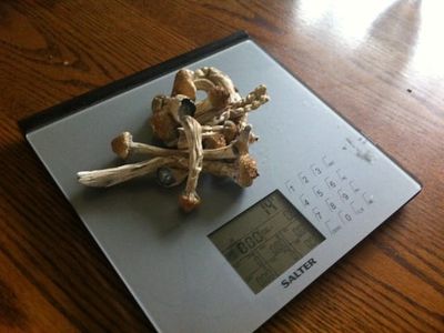 A conversation with Justin Amirkhani, the Dyad-on-shrooms dude