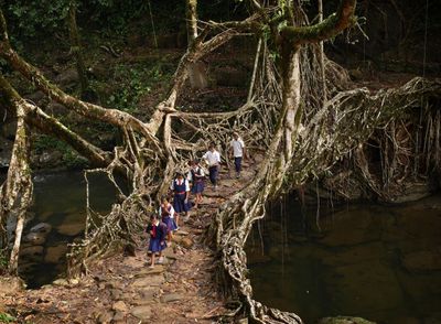 India’s "living bridges" evoke the moss-covered ruins of Dark Souls