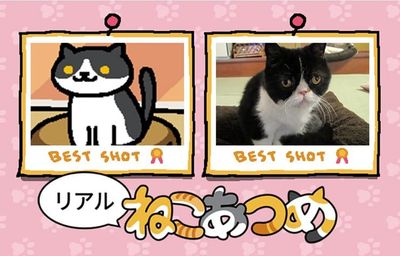 Watch 11 hours of cats being adorable to celebrate the best cat game on the planet