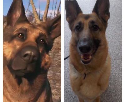 The IRL Dogmeat is nobly keeping Bethesda sane before the release of Fallout 4