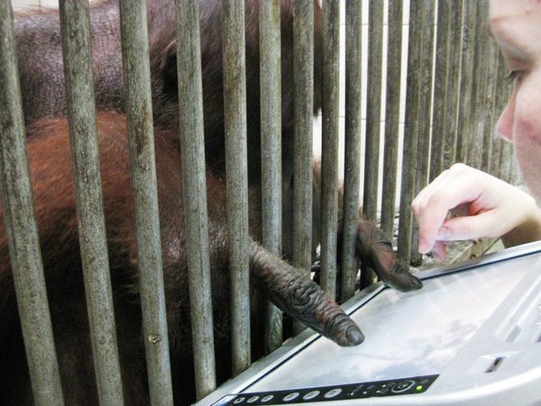 An orangutan reaches a hand through the bars of an enclosure toward a researcher holding a touchscreen device.