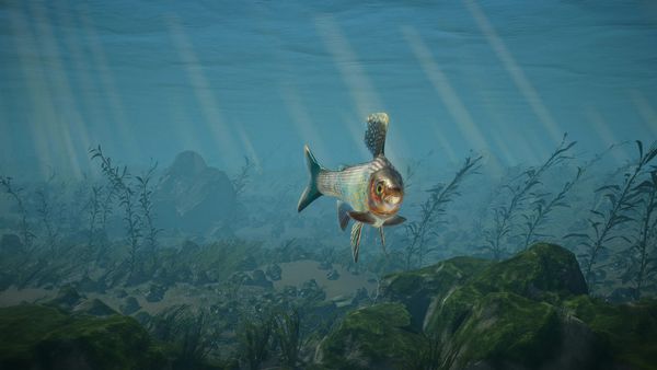 A silver grayling with a tall spotted dorsal fin swims toward the viewer above a mossy, weed-covered seabed, with shafts of light slanting through blue water.