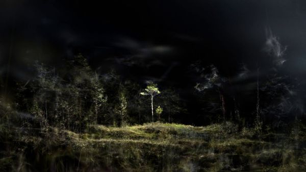 A dark, hazy rendering of a peat bog with a single small tree at its center.
