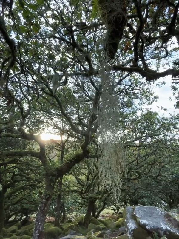 A dense forest of twisted trees hung with pale lichen