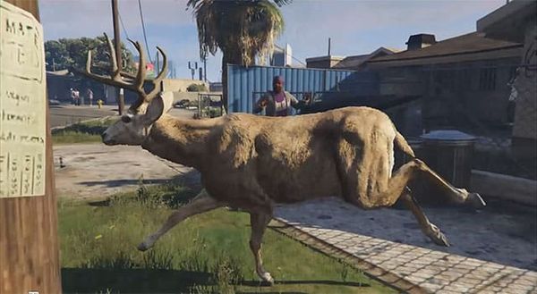 San Andreas Deer Cam