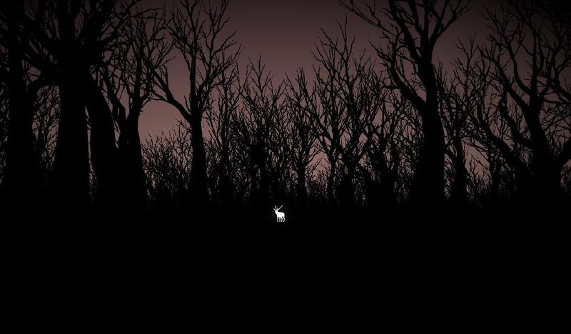 Heartwood’s gloom exploits our innate terror of forests