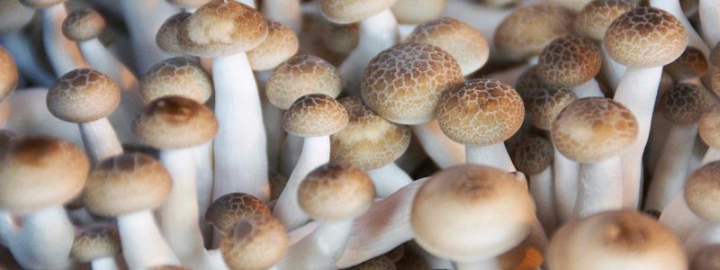 The cultural origins of the Mushroom Kingdom